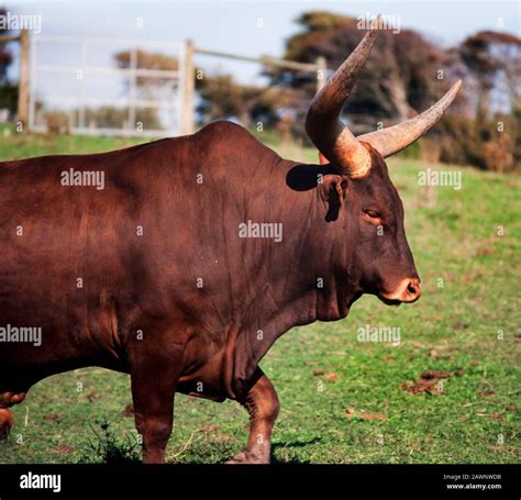 Ankole cattle hi-res stock photography and images - Alamy