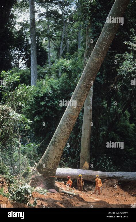 Africa tree felled trunk hi-res stock photography and images - Alamy