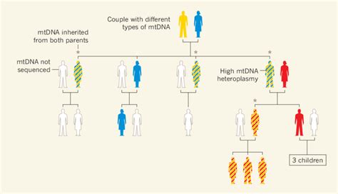 Genetic Family Tree Template