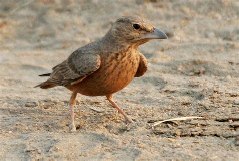 Kawal Wildlife Sanctuary, Andhra Pradesh