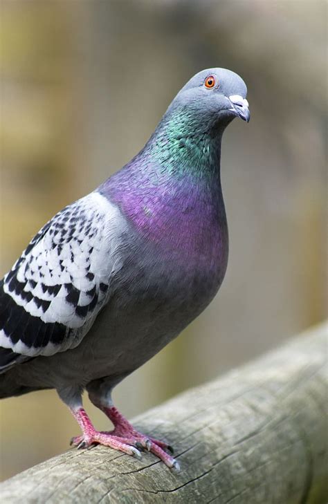 2031 best pigeons images on Pinterest | Pigeon, Animals and Diving