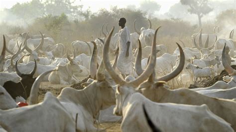 In South Sudan, Cows Are Cash And Source Of Friction : NPR