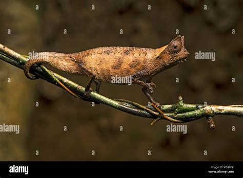 Brown leaf chameleon (Brookesia superciliaris), (Chameleonidae), endemic to Madagascar, Andasibe ...