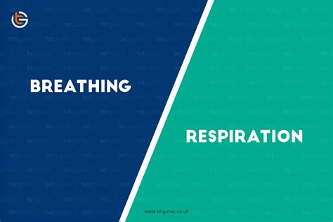 What is the difference between breathing and respiration?