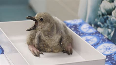 New Chinstrap Penguin Hatches at Moody Gardens - Focus Daily News