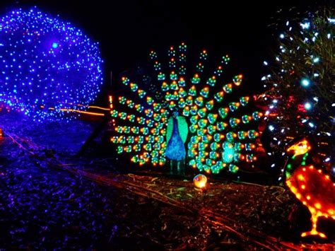 Point Defiance Zoo & Aquarium Zoolights Celebrating Its 25th Year | Gig Harbor, WA Patch