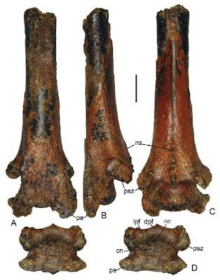 Species New to Science: [Paleontology • 1984] Azhdarcho lancicollis ...