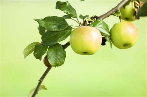 Early Harvest Apple: Plant Care & Growing Guide