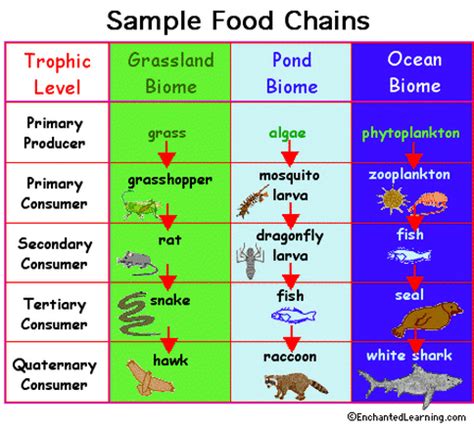 Food Webs And Food Chains - Our Site