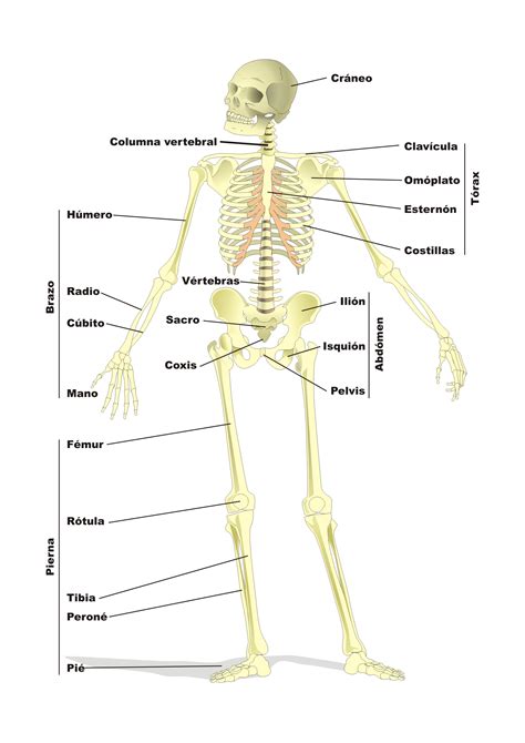 El esqueleto humano | Proyecto Educere