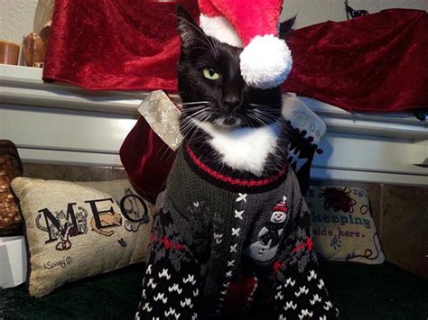 Cat in Christmas sweater and Santa Hat