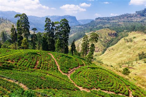 Weather in Nuwara Eliya in May: Temperature, Rainfall, Sunshine... for May 2025! - Sri Lanka ...