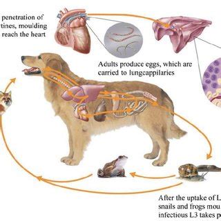 Life cycle of Angiostrongylus vasorum (with courtsey of Bayer animal... | Download Scientific ...