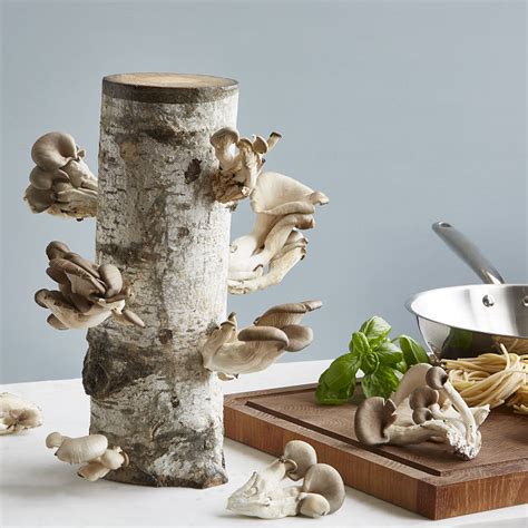 Uncommon Goods | Oyster Mushroom Log Kit | Homegrown Fungus