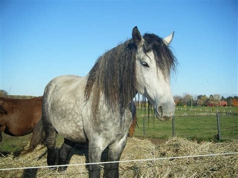 6 Things You Didn’t Know About The Bashkir Curly – iHeartHorses.com