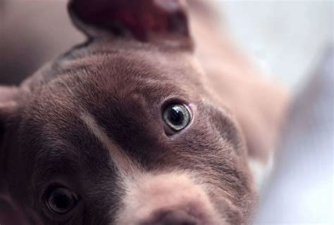 Grey Pitbull With Blue Eyes: Everything You Should Know!