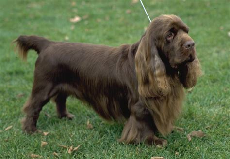 Sussex Spaniel Puppies For Sale - AKC PuppyFinder