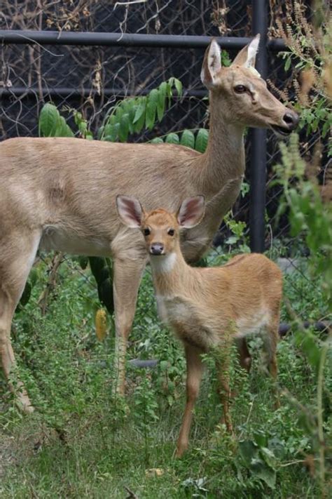 See How Science and Government are Ensuring a Future for Myanmar’s Eld’s Deer | Smithsonian Global