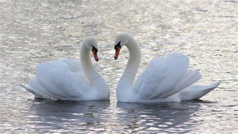 Two White Mute Swans Are Floating On Body Of Water HD Animals Wallpapers | HD Wallpapers | ID #43762