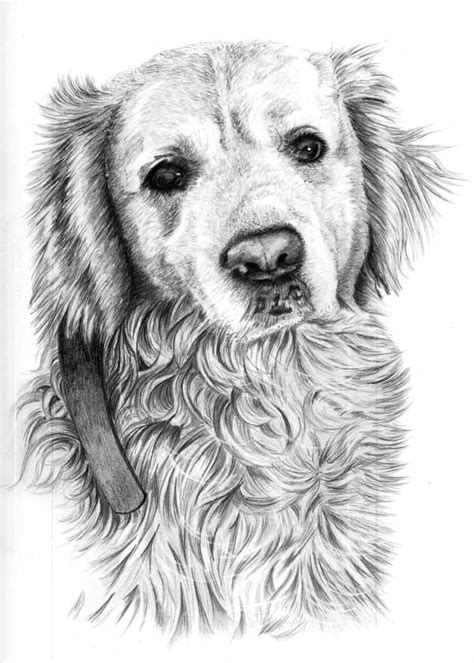 Dog Portrait in Pencil | Pencil Sketch Portraits