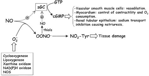 The nitric oxide pathway in the cardiovascular system | Semantic Scholar