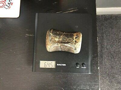 Larger Pics Of Baryonyx vertebra - Fossil ID - The Fossil Forum