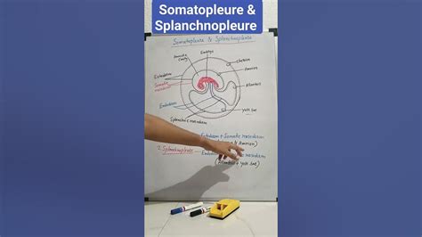 somatopleure and splanchnopleure 😯🔥🤯 #shorts #youtubeshorts - YouTube