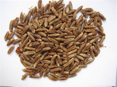 Date palm seeds | Feedipedia