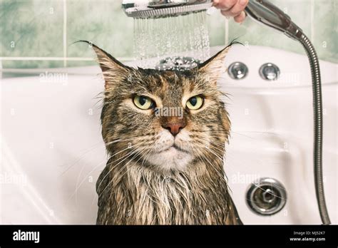 Wet cat. Funny cat in the bath Stock Photo - Alamy