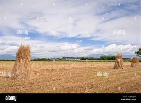 Sheaves of wheat High Resolution Stock Photography and Images - Alamy