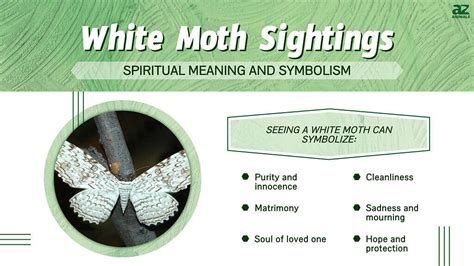 White Moth Sightings: Meaning and Symbolism - A-Z Animals