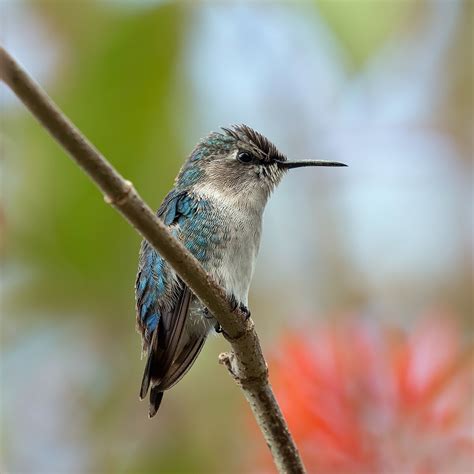 Bee hummingbird - Wikipedia