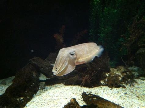 cuttlefish | Fish pet, Fish, Pets