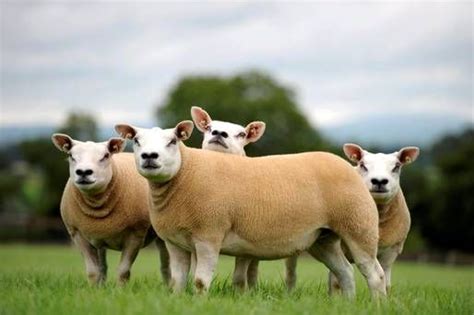 2014-09-23_bus_3453937_I1.JPG (514×342) | Sheep breeds, Texel, Sheep