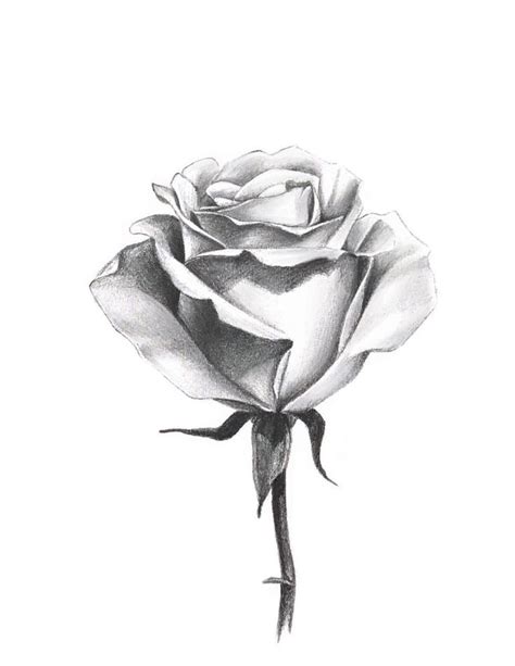 a black and white drawing of a rose