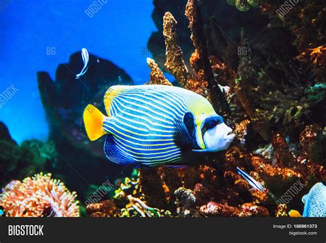 Emperor Angelfish ( Image & Photo (Free Trial) | Bigstock