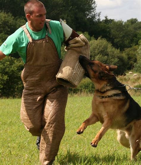 Dog Sport Training - Dog Competition Trainers Norwich, Norfolk