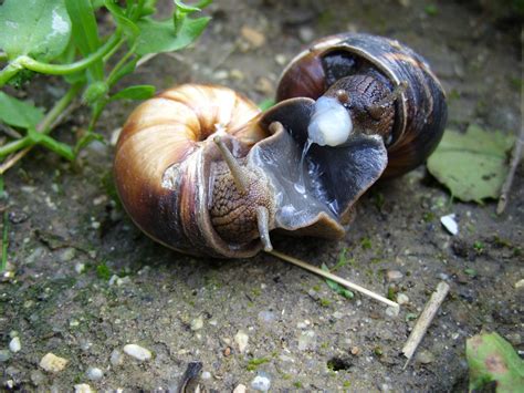 snails mating by Kotka666 on DeviantArt