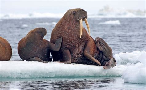 As sea ice melts, agency says harm to walruses not proven - Anchorage Daily News