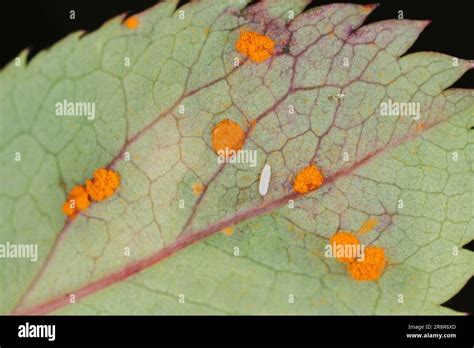 The Rose Rust Fungus caused by a fungus Phragmidium mucronatum and P. tuberculatum. Symptoms on ...