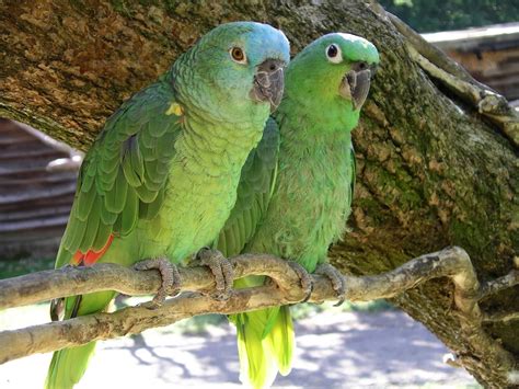 Beautiful Wallpapers For Desktop: HD Green parrots wallpapers