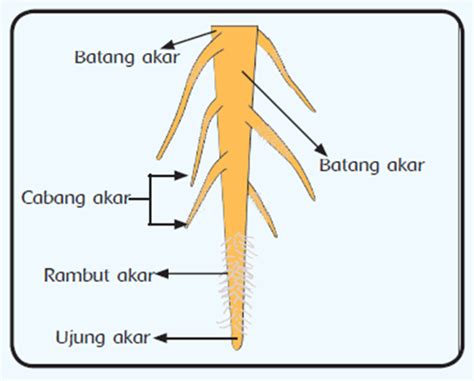 Morfologi Akar - Blog for Learning