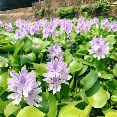 Water Hyacinths - Our First Floor