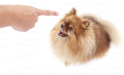 Small Dog Training Made Easy Guide