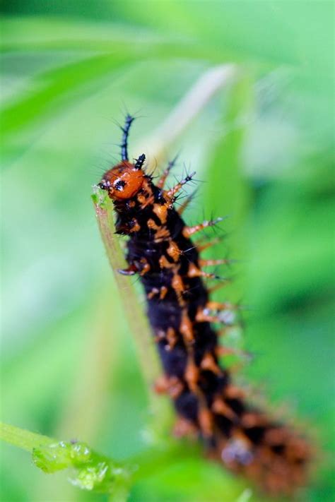 Caterpillar eating leaves Macro Photography, Caterpillar, Leaves, Water ...