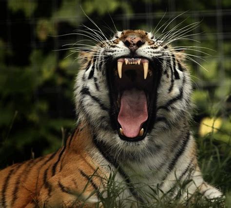 Tiger Roar - Alternate View | This is an alternate yawn shot… | Flickr