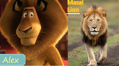 Madagascar Characters In Real Life With Their Breed Names. - YouTube