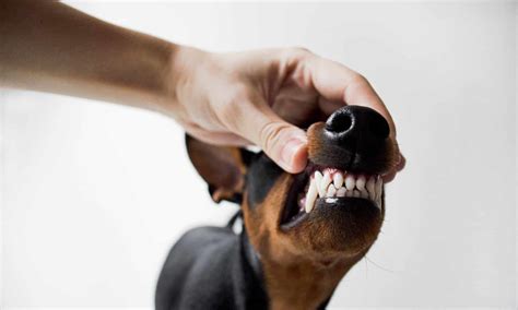 Dog Tooth Extraction Recovery: Basic Reminders For Dog Owners