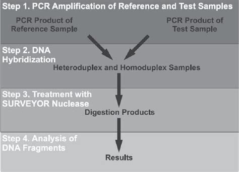 A schematic representation of mutation detection using SURVEYOR ...