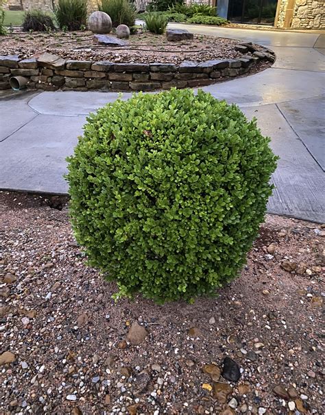 How Close To Plant Japanese Boxwood